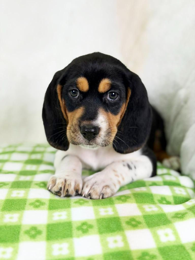 Spring Litter - Lily Pad, Adoptable, Puppy Female Beagle & Labrador Retriever.