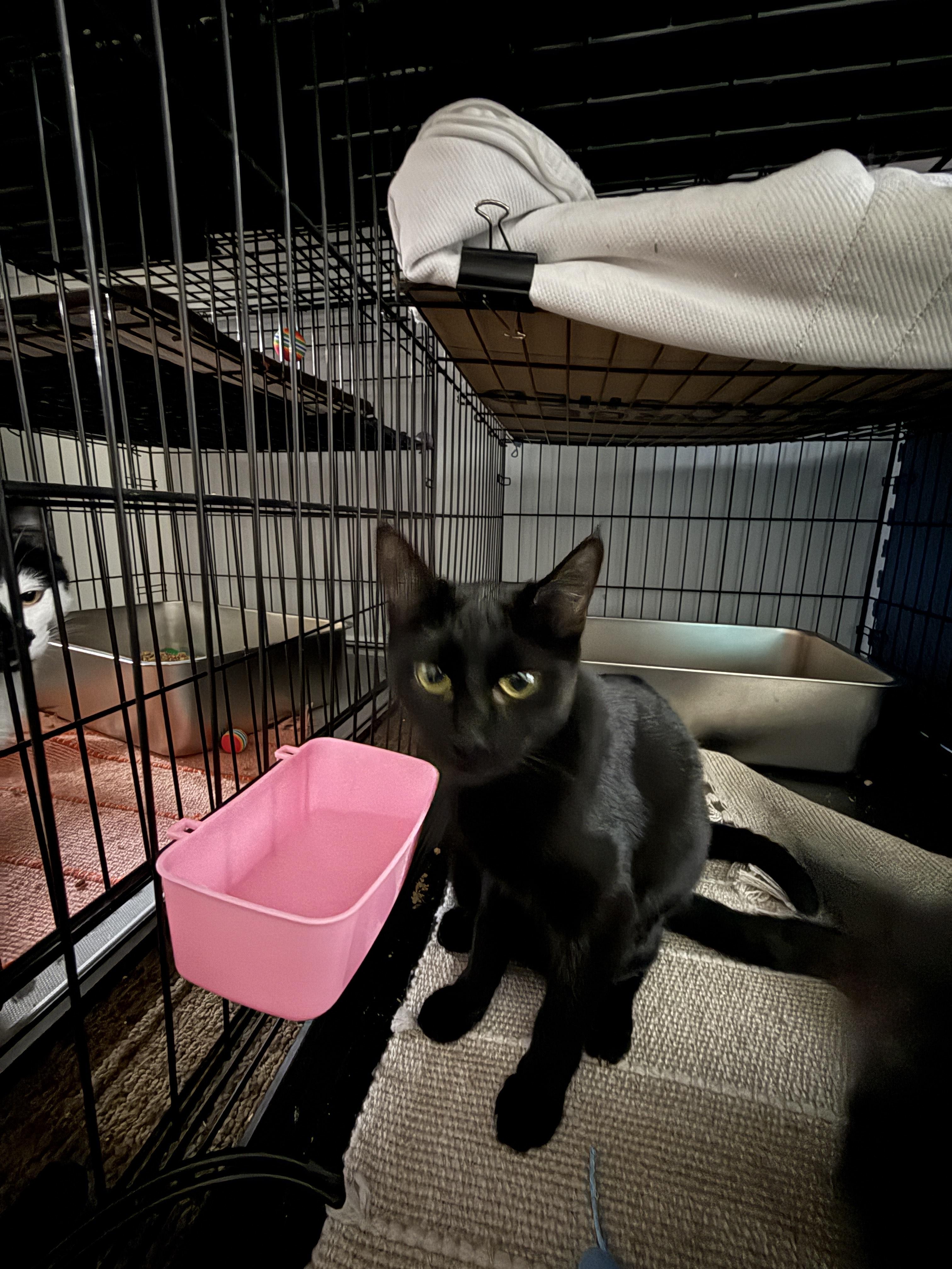 Enlarge Dinah, a Adoptable Domestic Short Hair in Plymouth , NH image 1/6