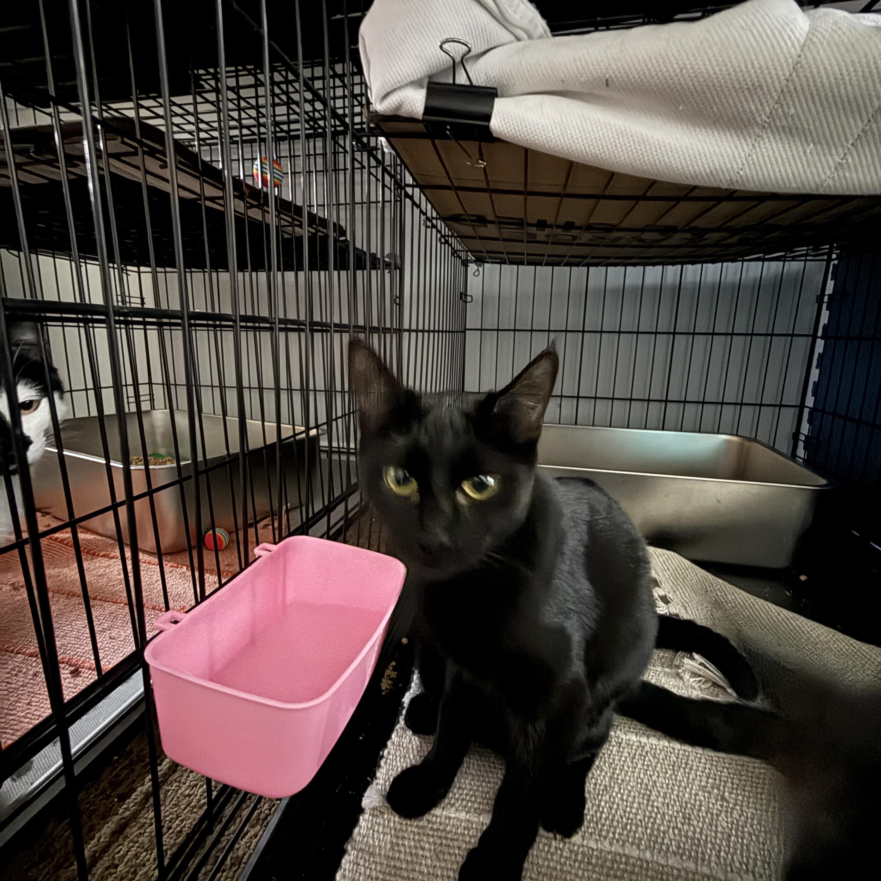 Enlarge Dinah, a Adoptable Domestic Short Hair in Plymouth , NH image 1/1