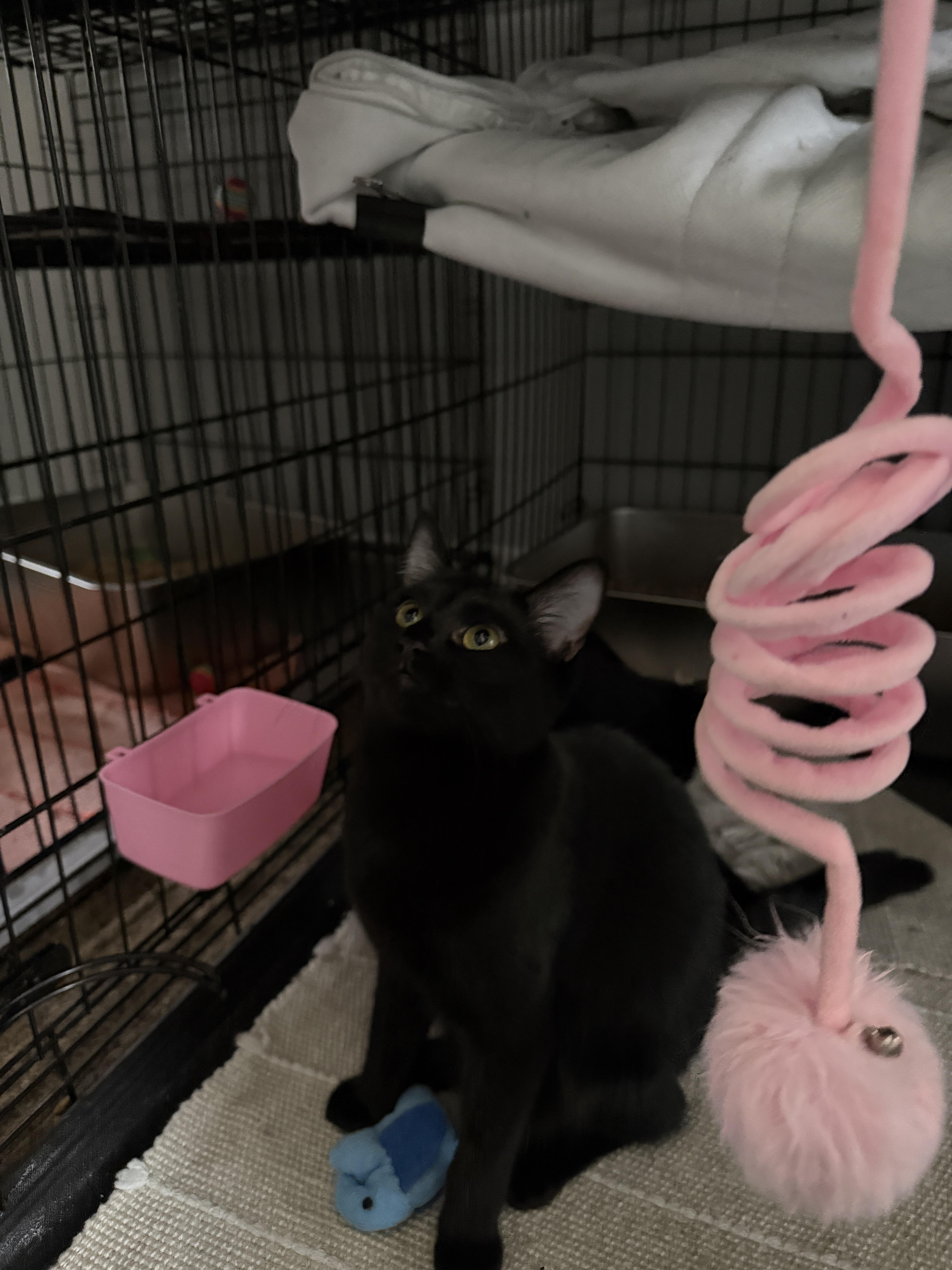 Enlarge Dinah, a Adoptable Domestic Short Hair in Plymouth , NH image 5/6