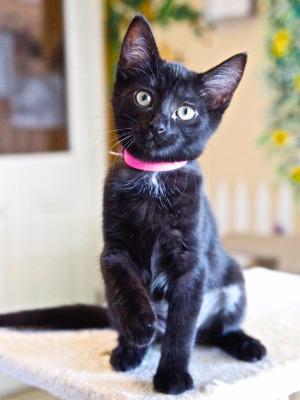 Enlarge Fleur, a Adopted mixed breed in Cambria, CA image 1/6