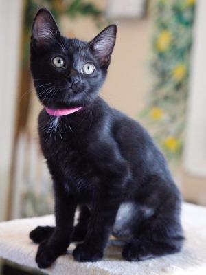 Enlarge Fleur, a Adopted mixed breed in Cambria, CA image 2/6