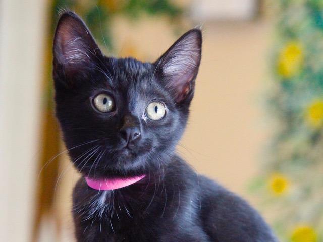 Enlarge Fleur, a Adopted mixed breed in Cambria, CA image 5/6