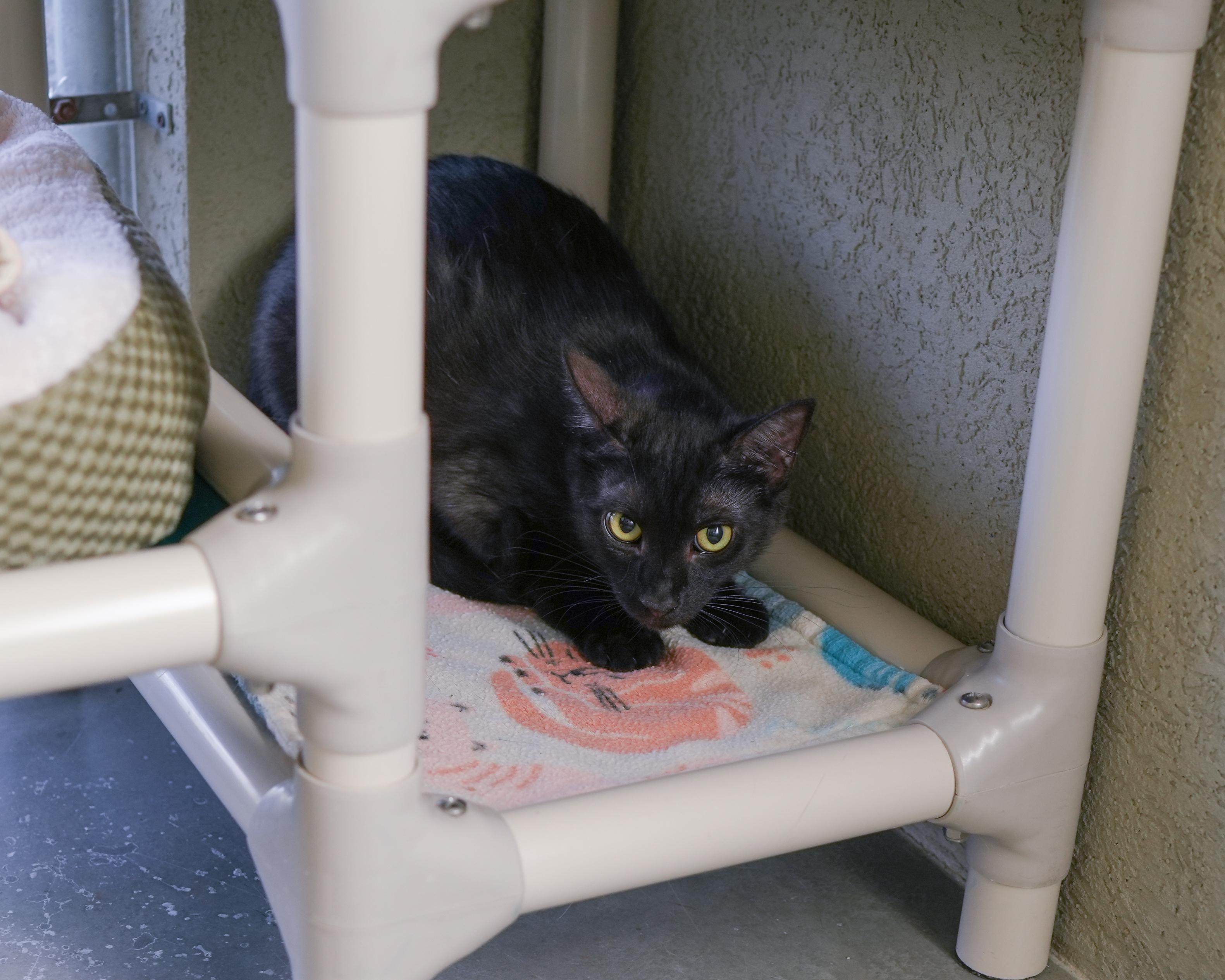 Zevy, a ADOPTABLE Domestic Short Hair in Boise, ID image 2/2