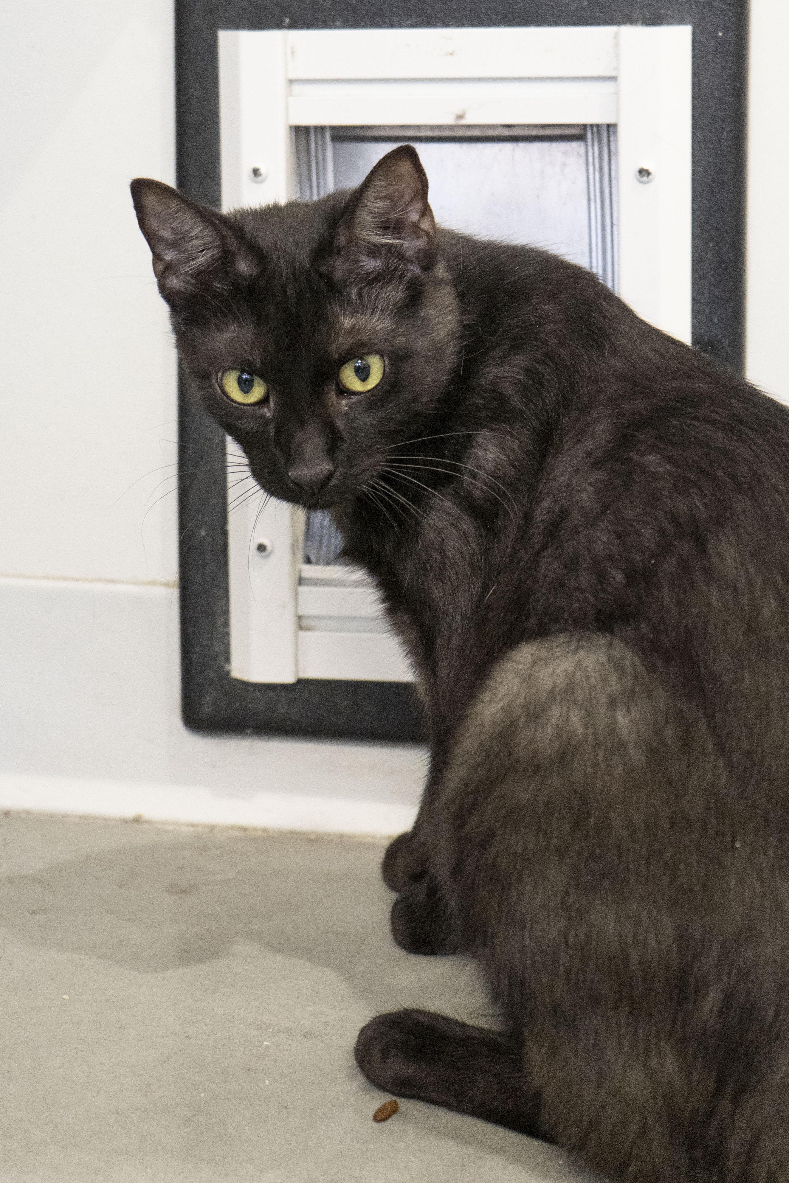 Enlarge Zevy, a ADOPTABLE Domestic Short Hair in Boise, ID image 2/2