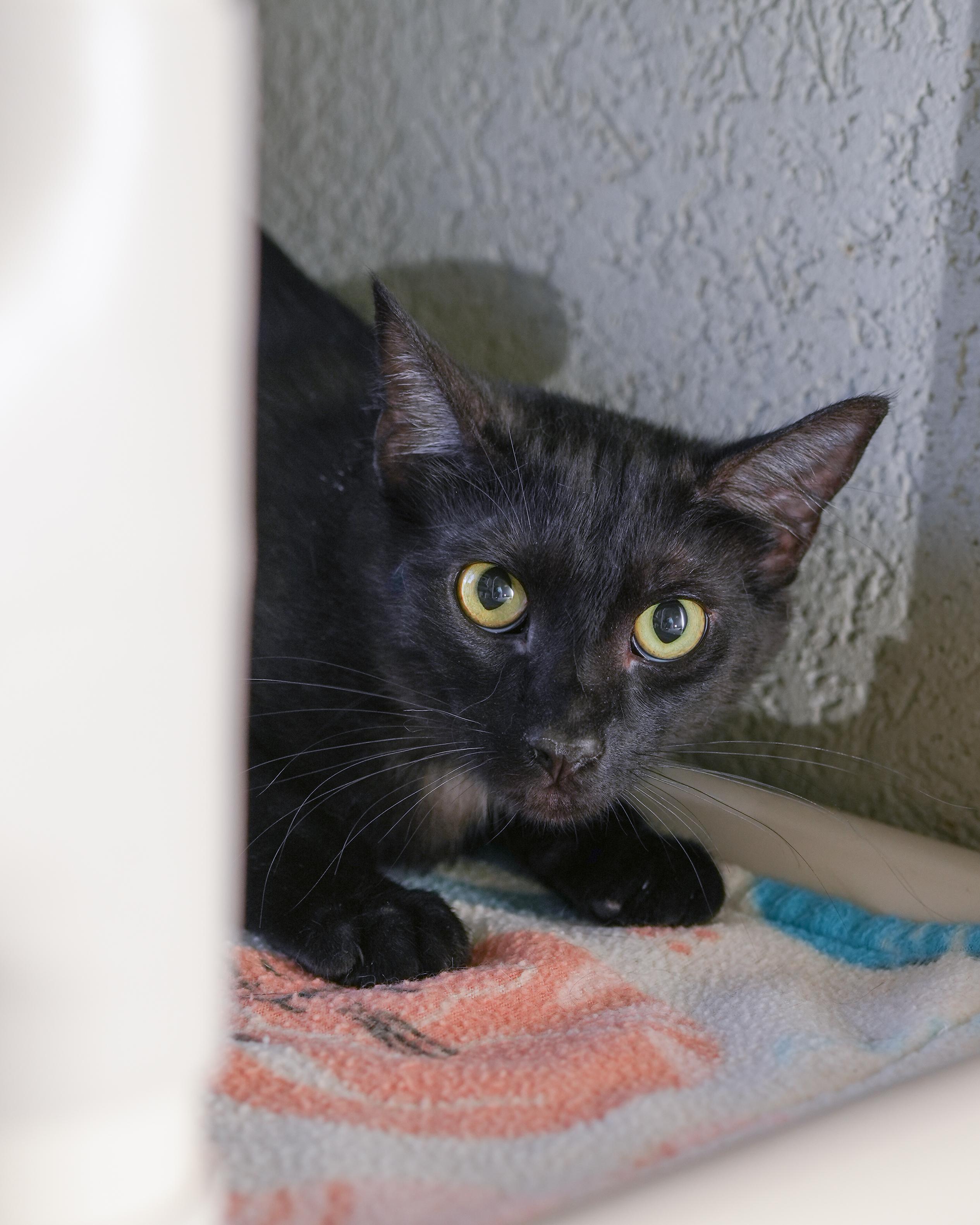Zevy, ADOPTABLE, Adult Male Domestic Short Hair.