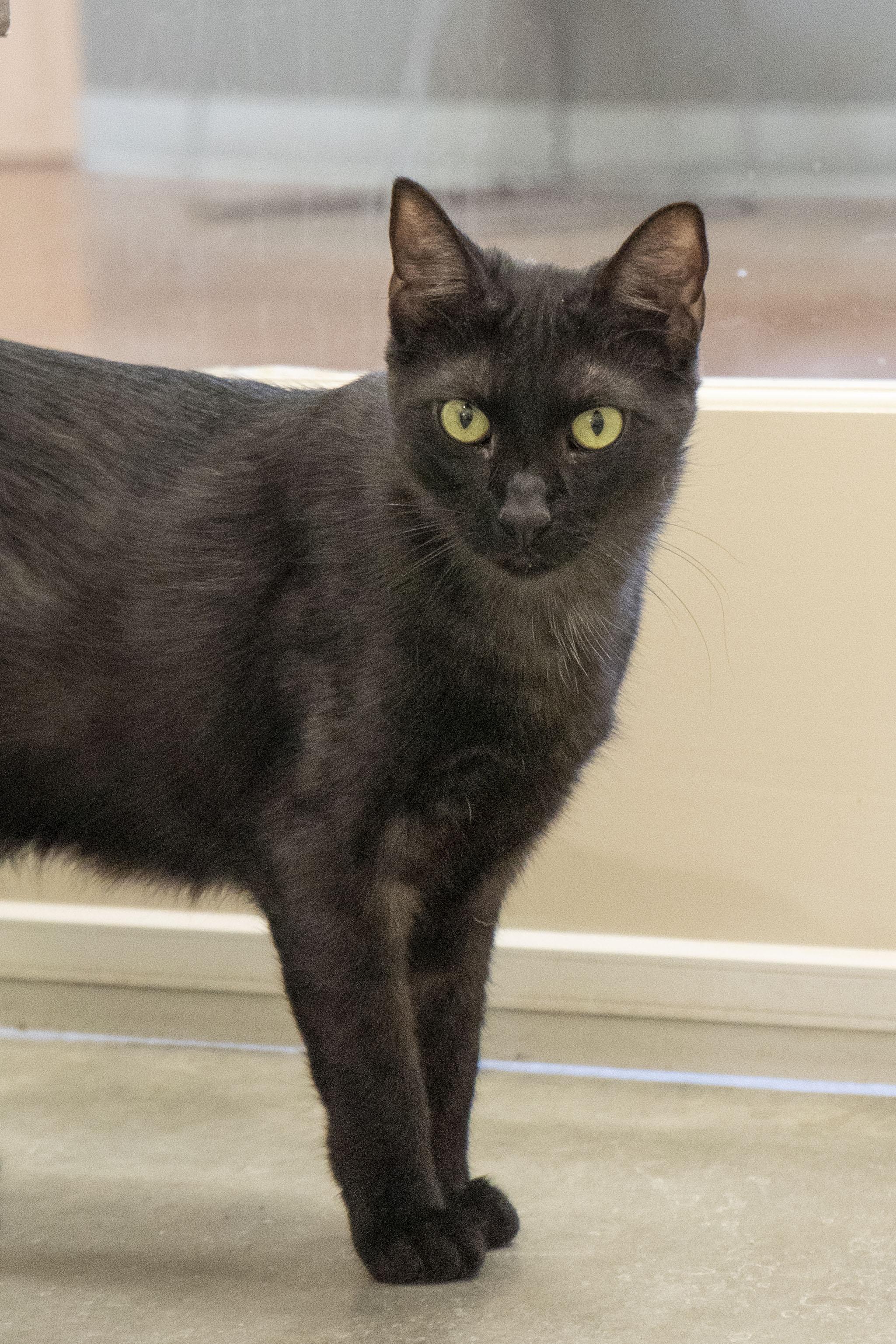 Enlarge Zevy, a ADOPTABLE Domestic Short Hair in Boise, ID image 1/2