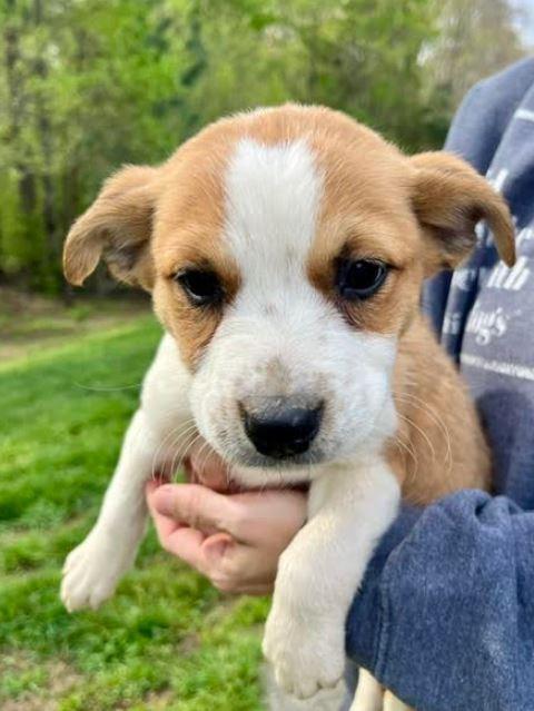 Nettie, Adoptable, Puppy Female Australian Cattle Dog / Blue Heeler.