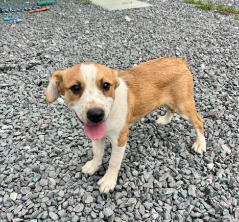 Nettie, Adoptable, Puppy Female Australian Cattle Dog / Blue Heeler.
