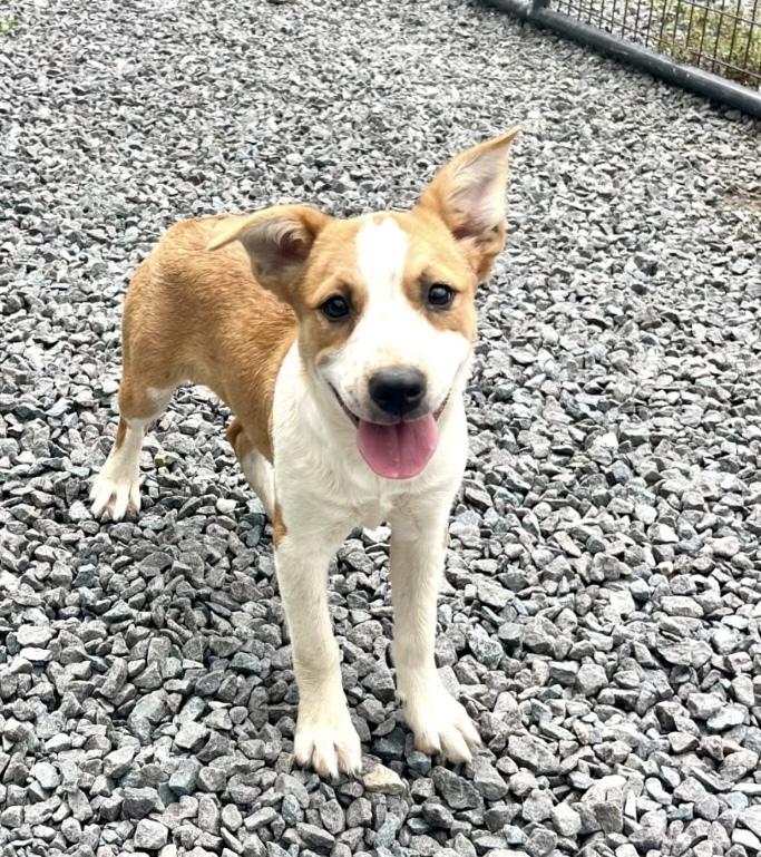 Enlarge Nettie, a Adoptable mixed breed in Mocksville, NC image 2/4