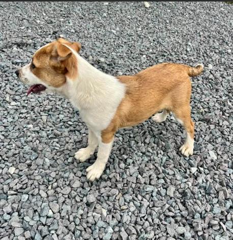 Enlarge Nettie, a Adoptable mixed breed in Mocksville, NC image 3/4