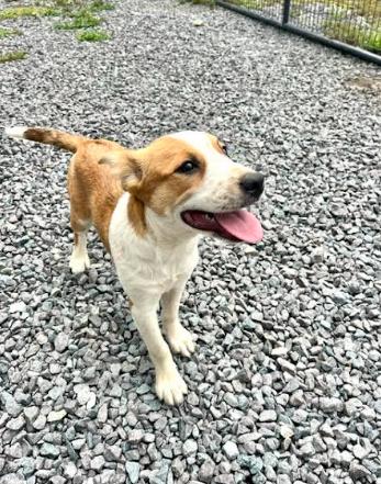 Enlarge Nettie, a Adoptable mixed breed in Mocksville, NC image 4/4