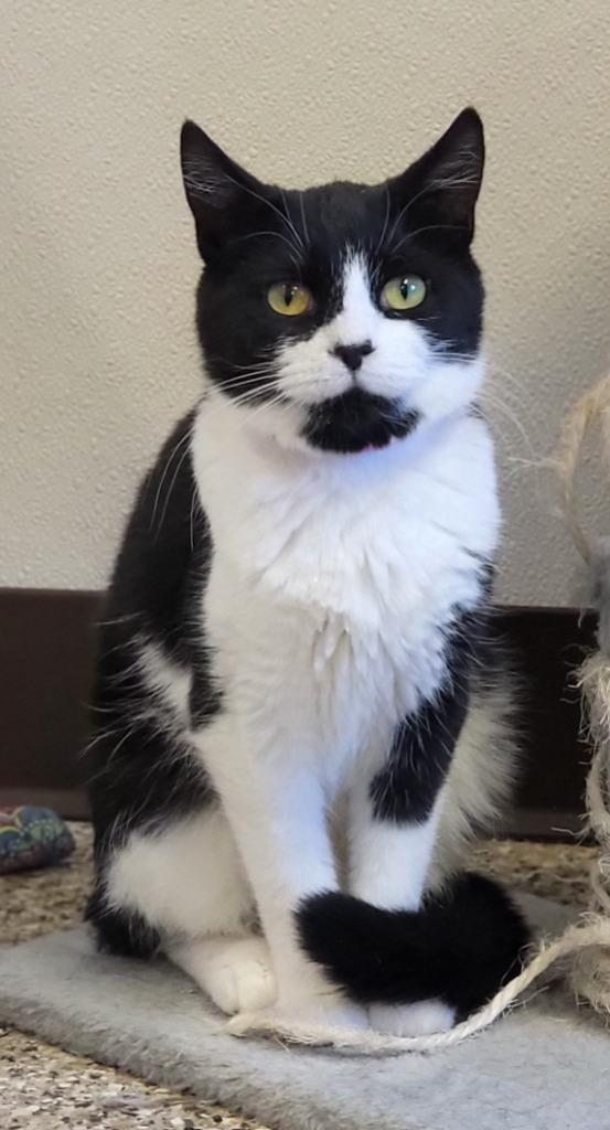 Jubilee, a Adoptable mixed breed in Fremont, OH image 1/6