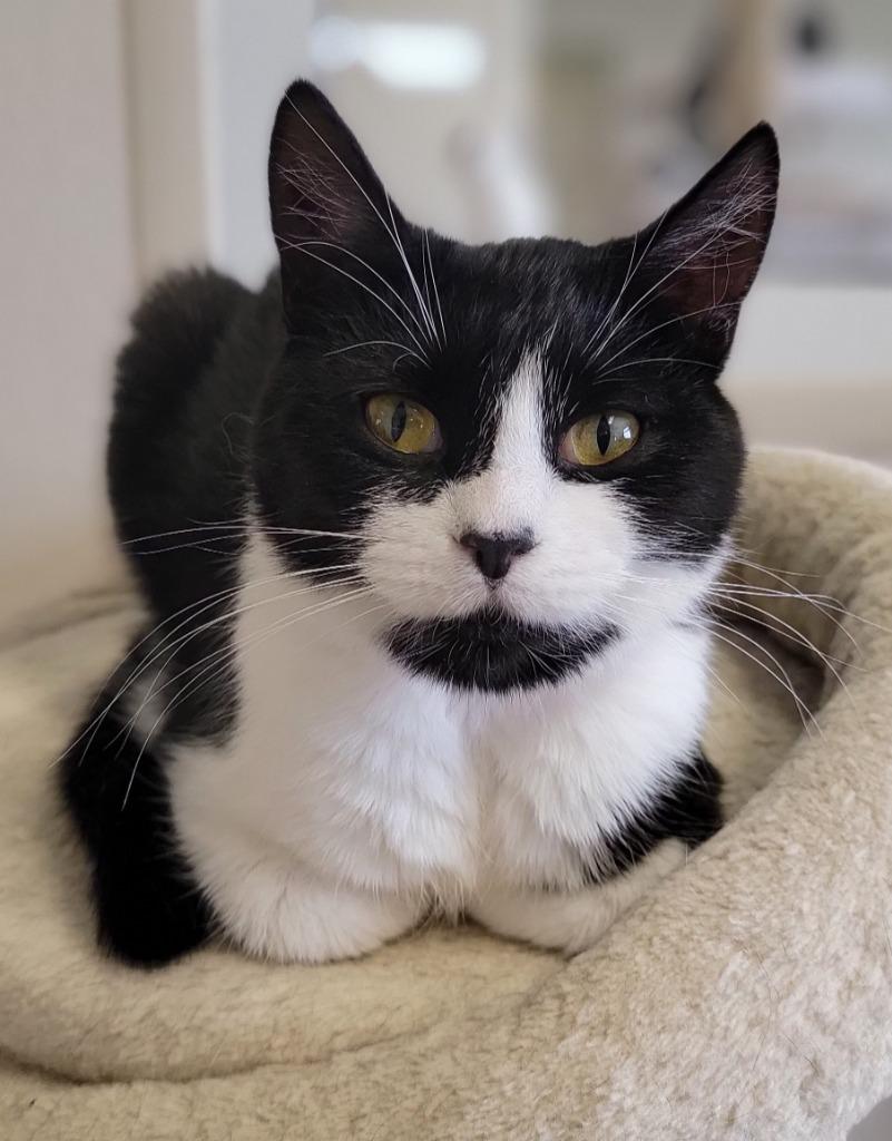 Jubilee, a Adoptable mixed breed in Fremont, OH image 4/6