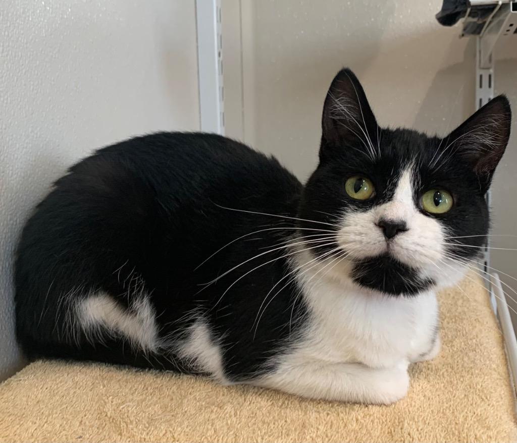 Enlarge Jubilee, a Adoptable mixed breed in Fremont, OH image 4/6