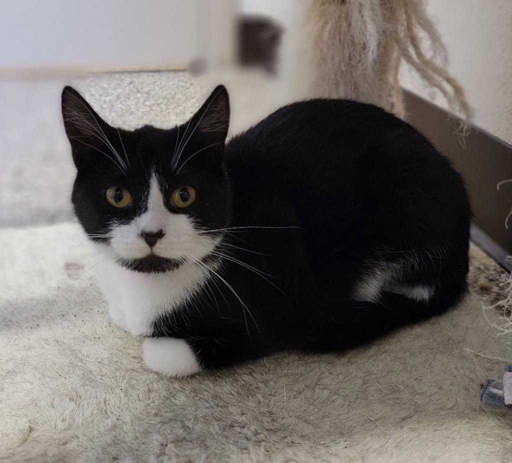 Jubilee, a Adoptable mixed breed in Fremont, OH image 5/6