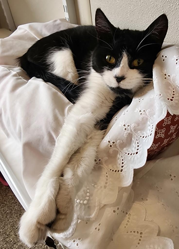 Jubilee, a Adoptable mixed breed in Fremont, OH image 6/6