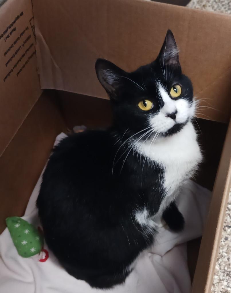 Enlarge Jubilee, a Adoptable mixed breed in Fremont, OH image 6/6