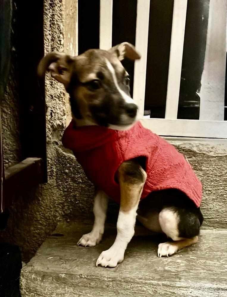 Booboo, Adoptable, Puppy Female Jack Russell Terrier & Chihuahua.