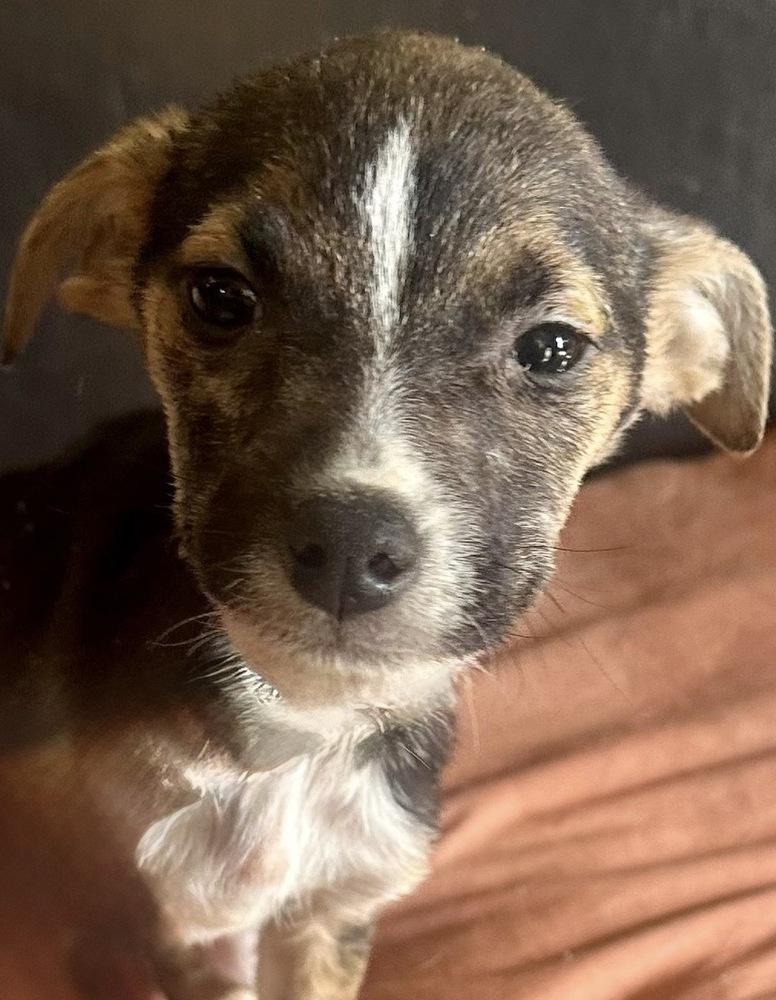 Enlarge Booboo, a Adoptable mixed breed in Escondido, CA image 3/6