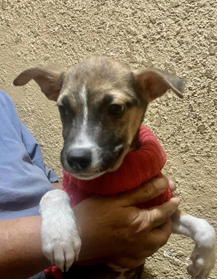 Enlarge Booboo, a Adoptable mixed breed in Escondido, CA image 4/6