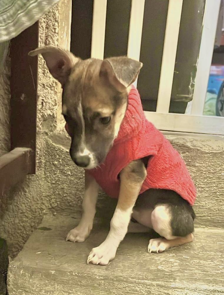 Enlarge Booboo, a Adoptable mixed breed in Escondido, CA image 5/6