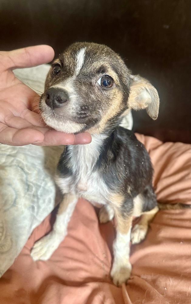 Enlarge Booboo, a Adoptable mixed breed in Escondido, CA image 6/6