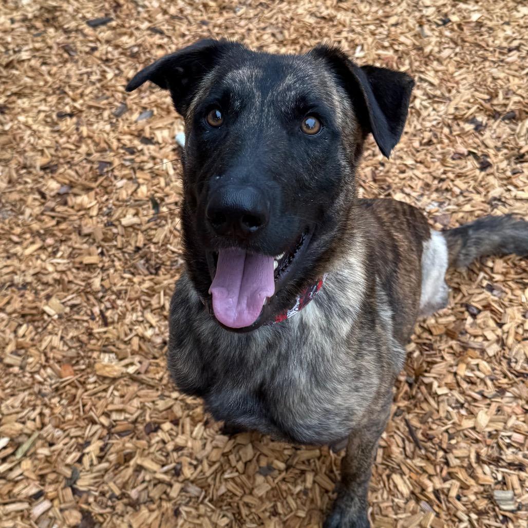 Thor, Adoptable, Adult Male Mixed Breed.