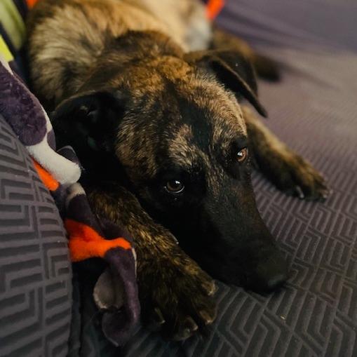 Enlarge Thor, a Adoptable Mixed Breed in Jacksonville, FL image 3/5