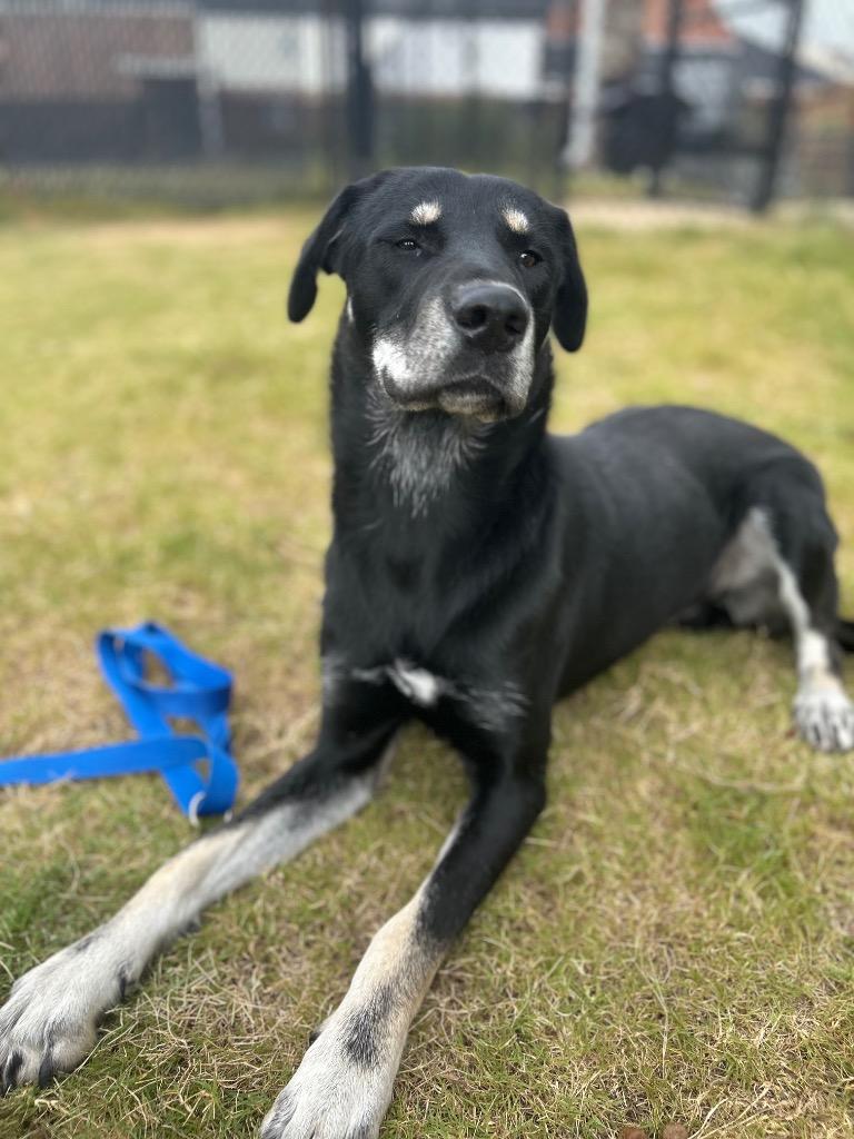 Enlarge Kai, a Adoptable mixed breed in East Ridge, TN image 1/6