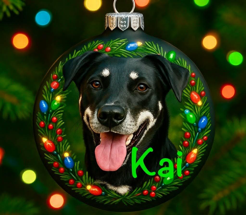 Enlarge Kai, a Adoptable mixed breed in East Ridge, TN image 2/6