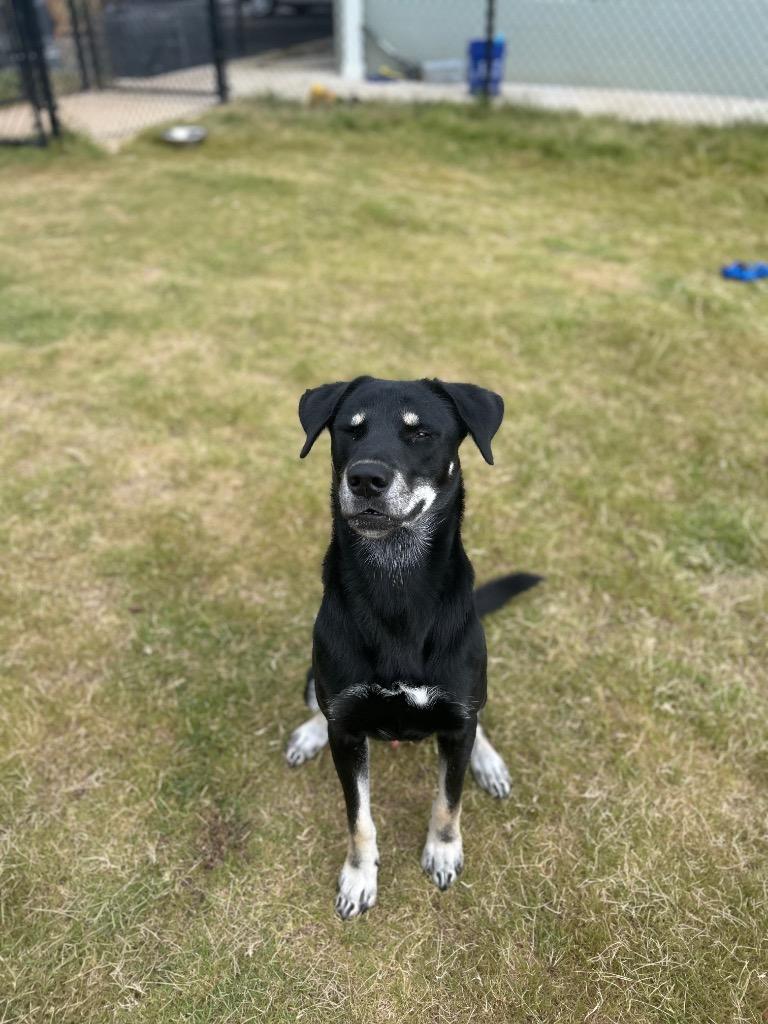 Enlarge Kai, a Adoptable mixed breed in East Ridge, TN image 2/6