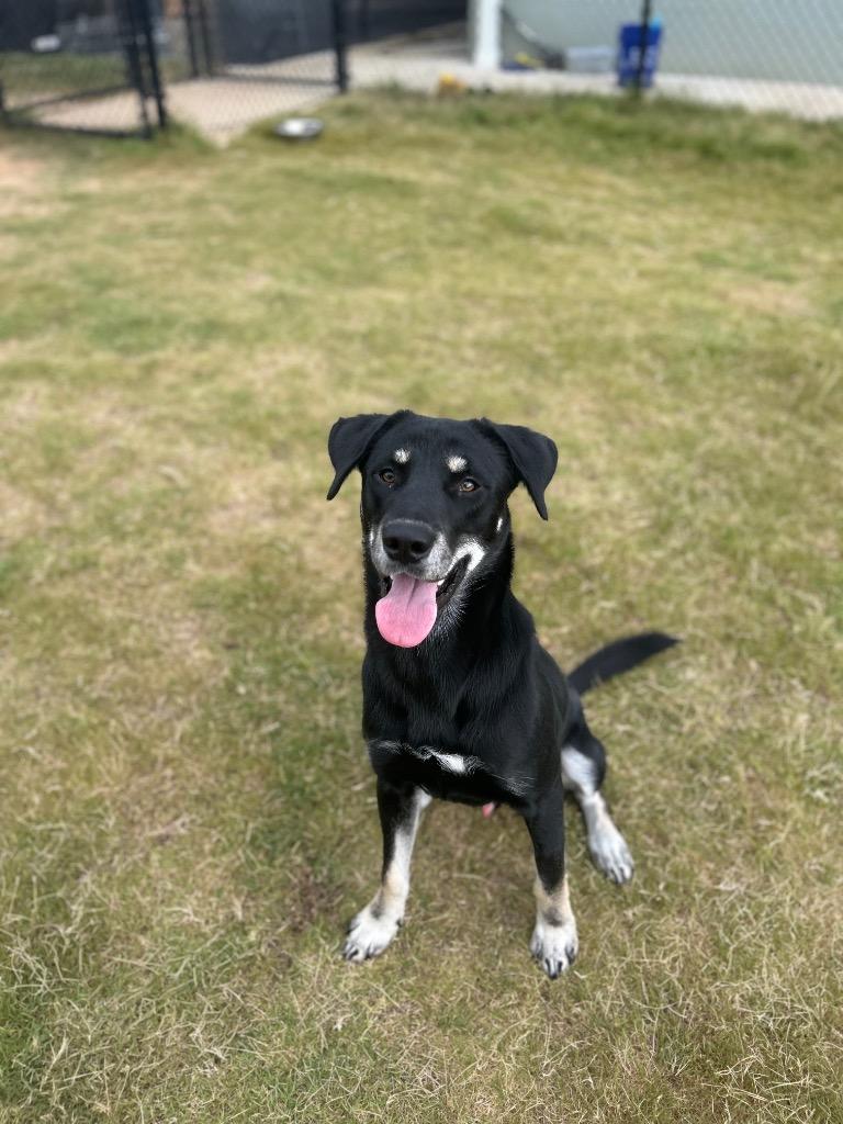 Enlarge Kai, a Adoptable mixed breed in East Ridge, TN image 4/6