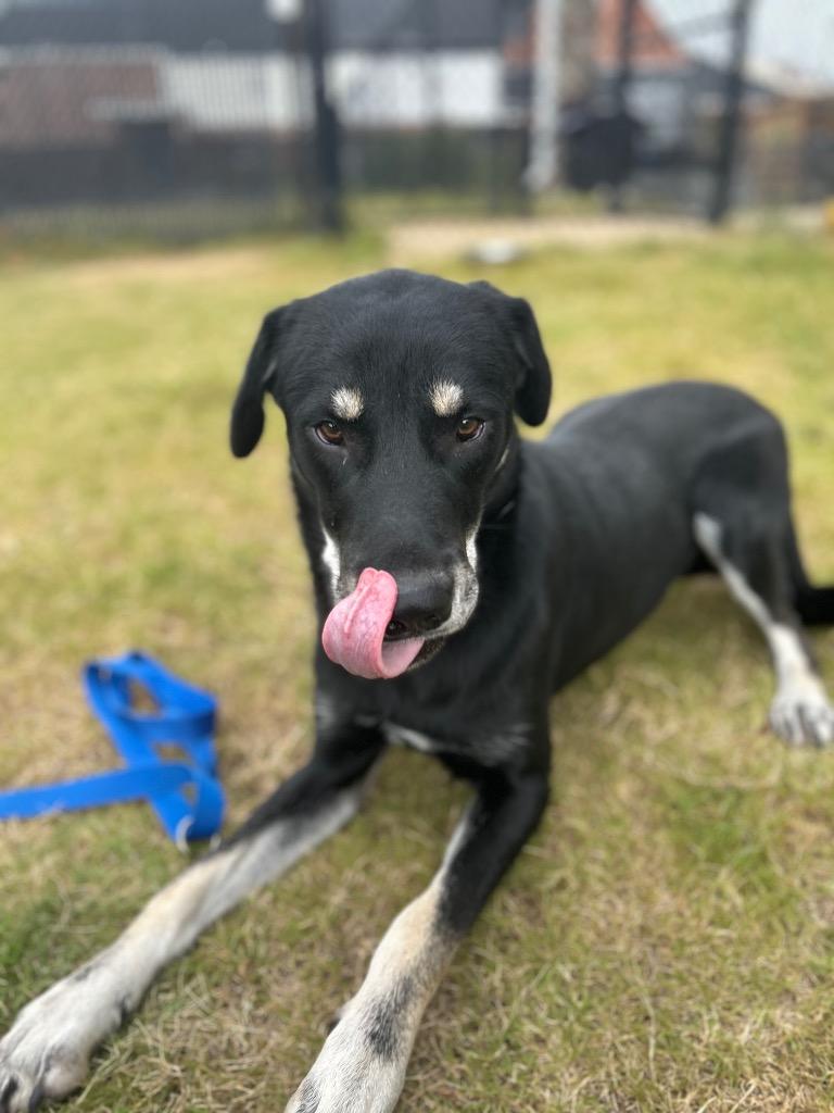 Enlarge Kai, a Adoptable mixed breed in East Ridge, TN image 3/6