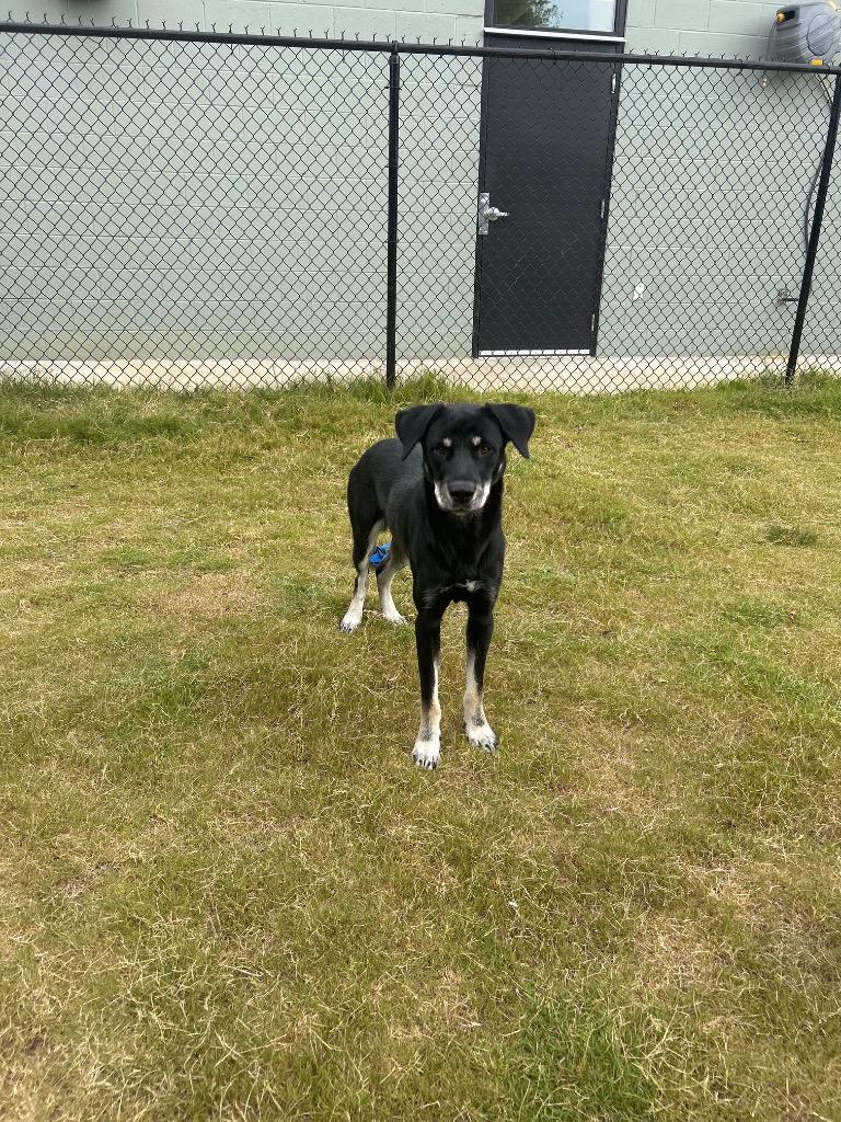 Enlarge Kai, a Adoptable mixed breed in East Ridge, TN image 5/6