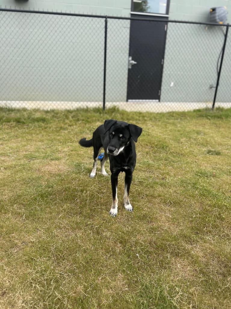 Enlarge Kai, a Adoptable mixed breed in East Ridge, TN image 6/6