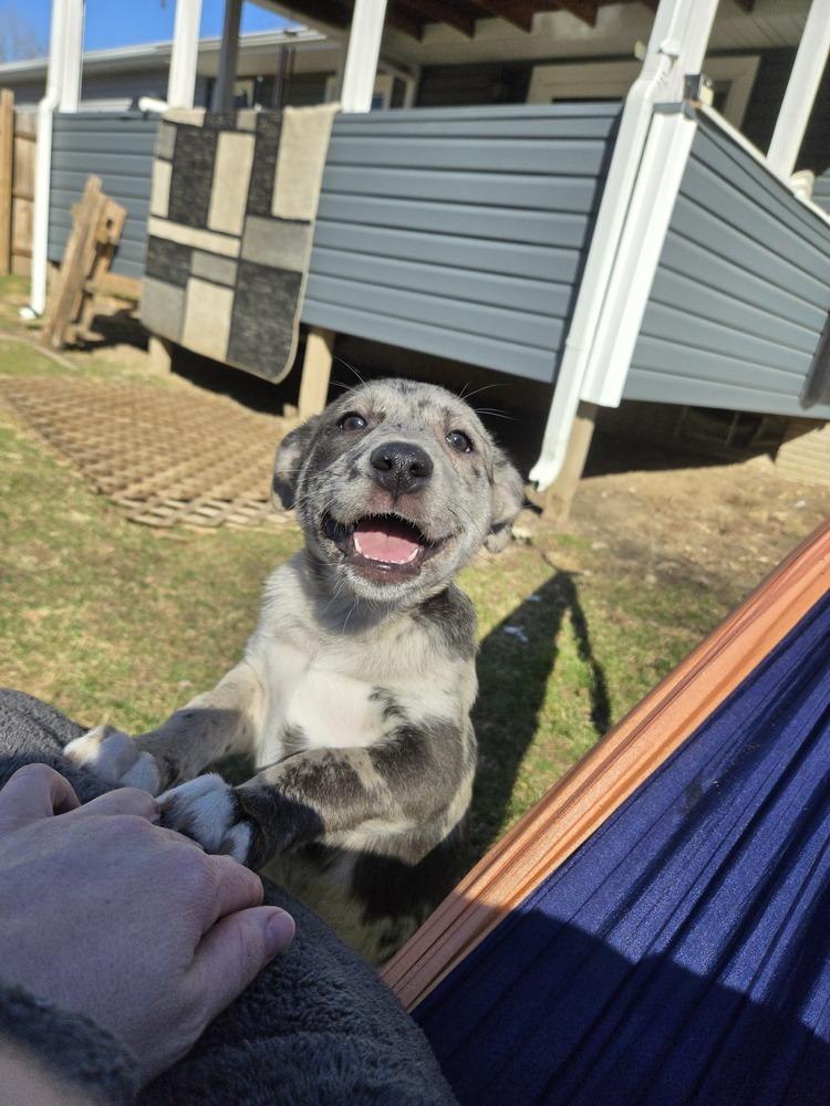 Miss Fiona (26-008 D), Adoptable, Puppy Female Husky.