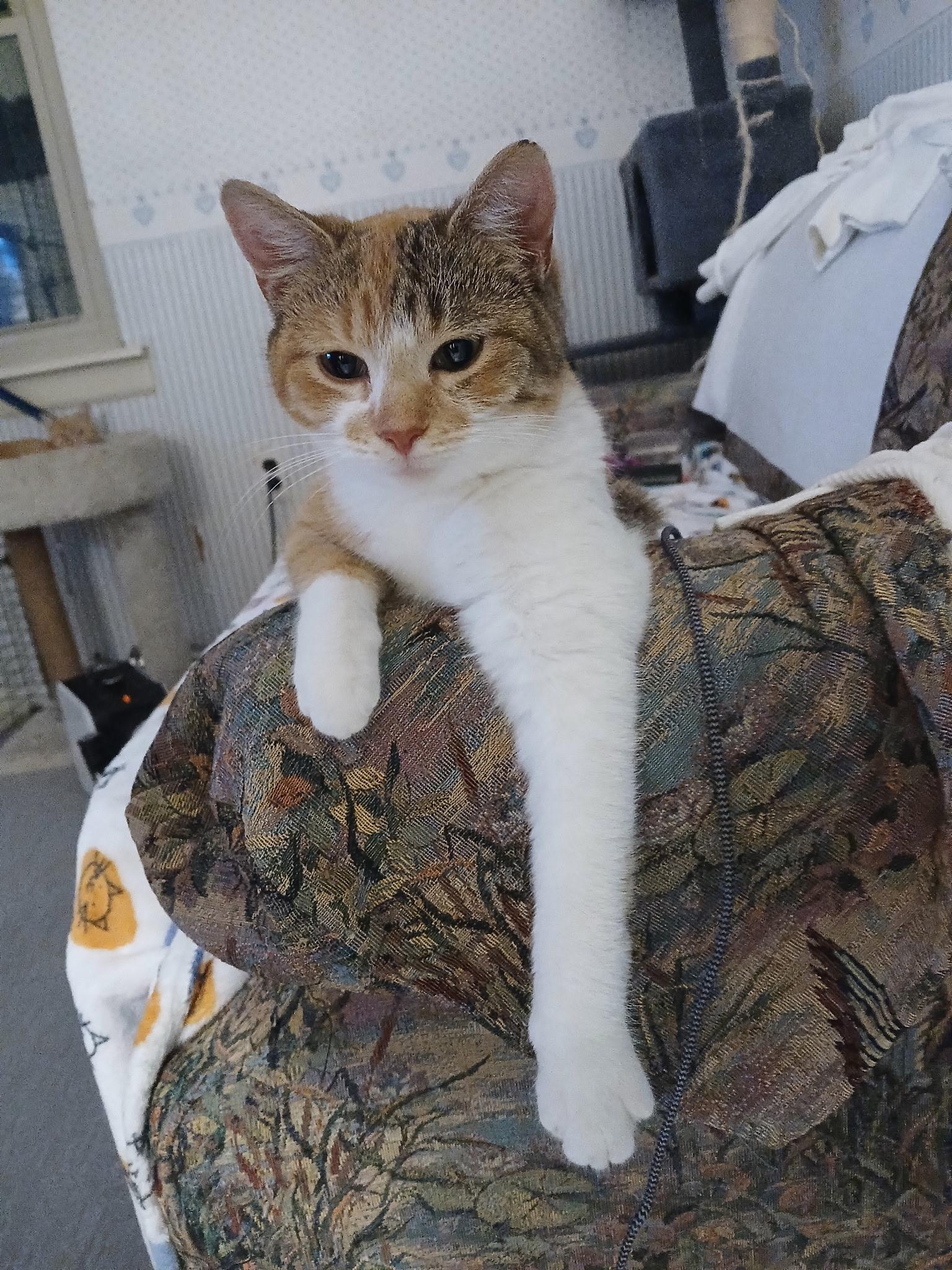 Snickerdoodle , an adopted Domestic Short Hair in Novi, MI image 2/5
