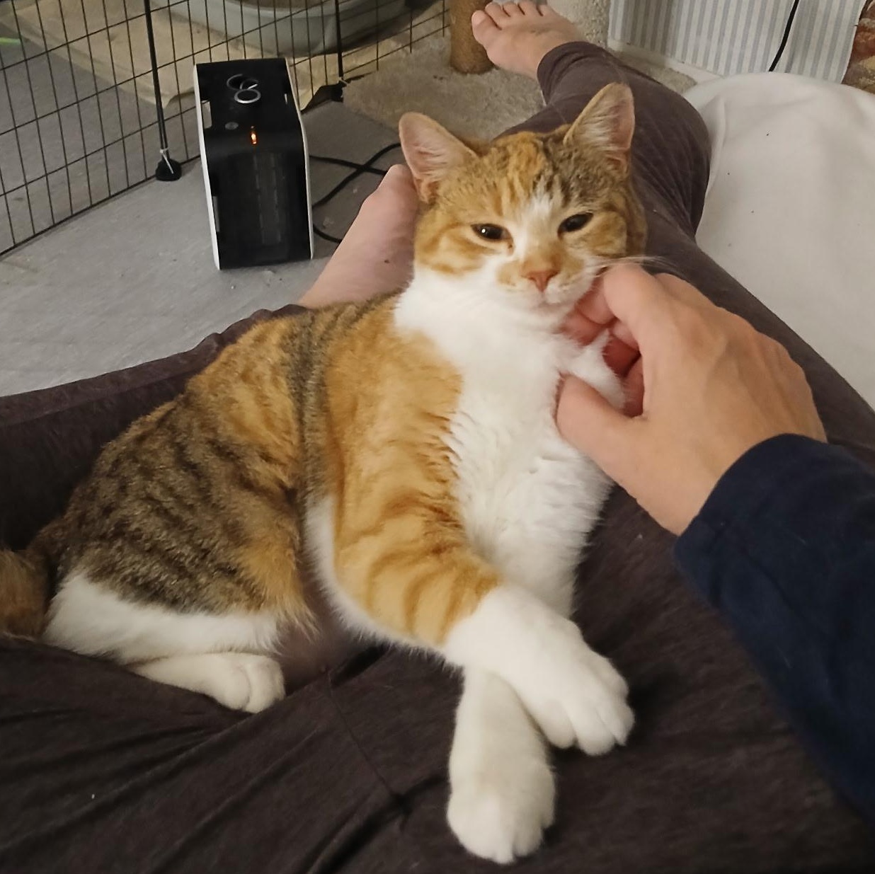 Snickerdoodle , an adopted Domestic Short Hair in Novi, MI image 5/5