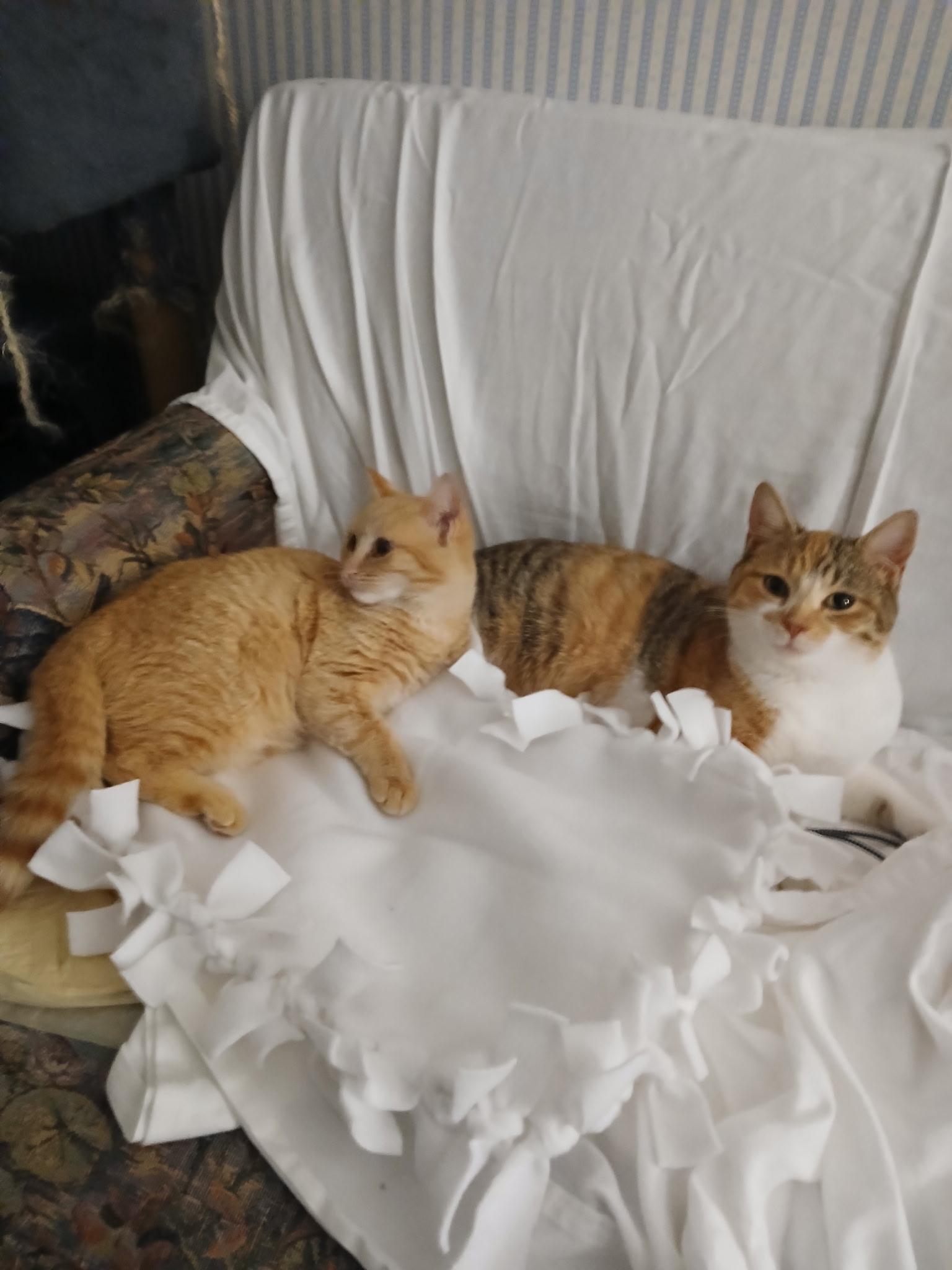 Snickerdoodle , an adopted Domestic Short Hair in Novi, MI image 4/5