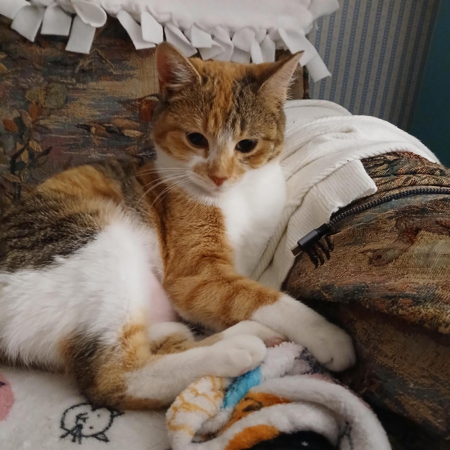 Snickerdoodle , an adopted Domestic Short Hair in Novi, MI image 1/5