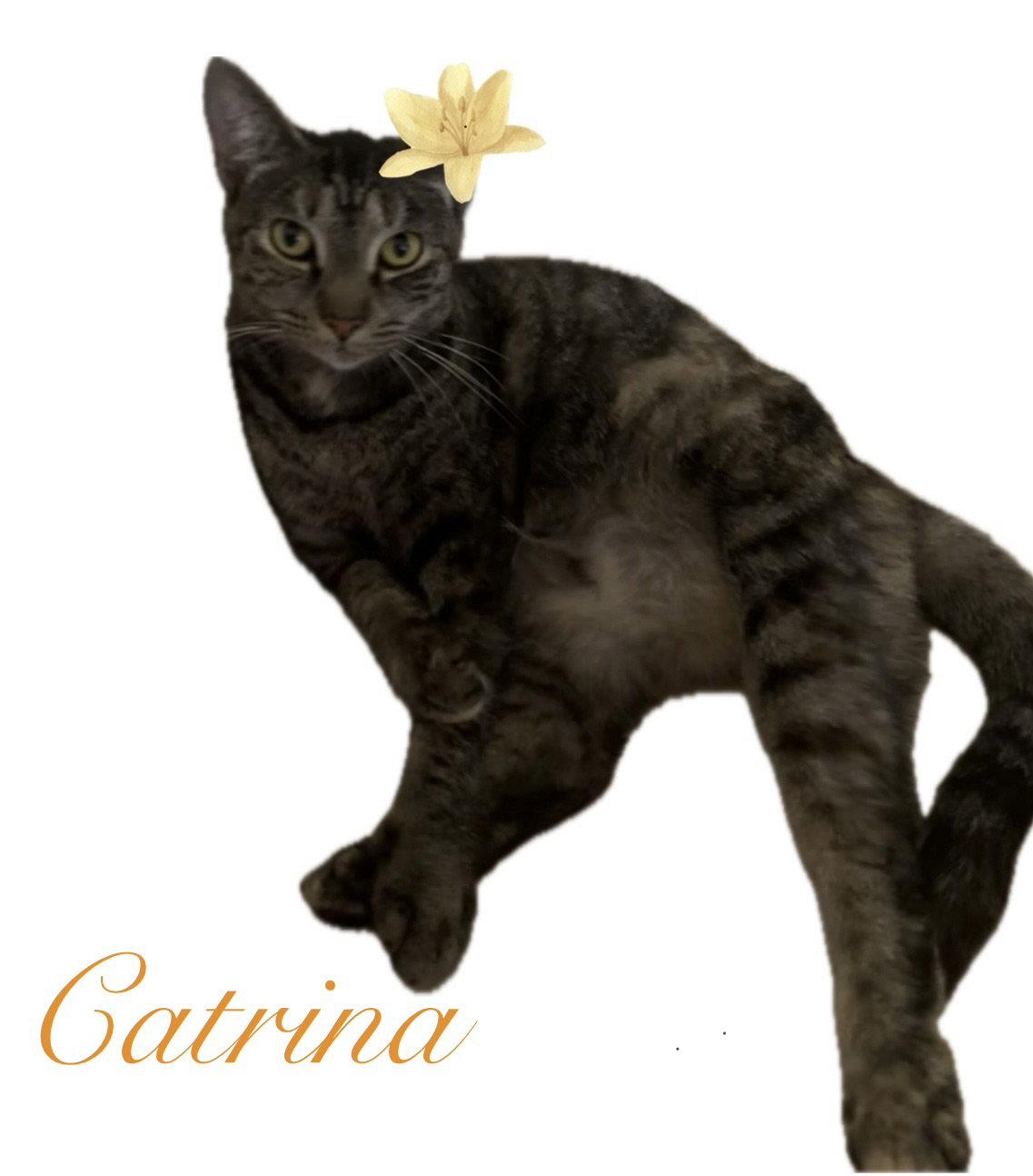 Catrina, Adoptable, Adult Female Domestic Short Hair.