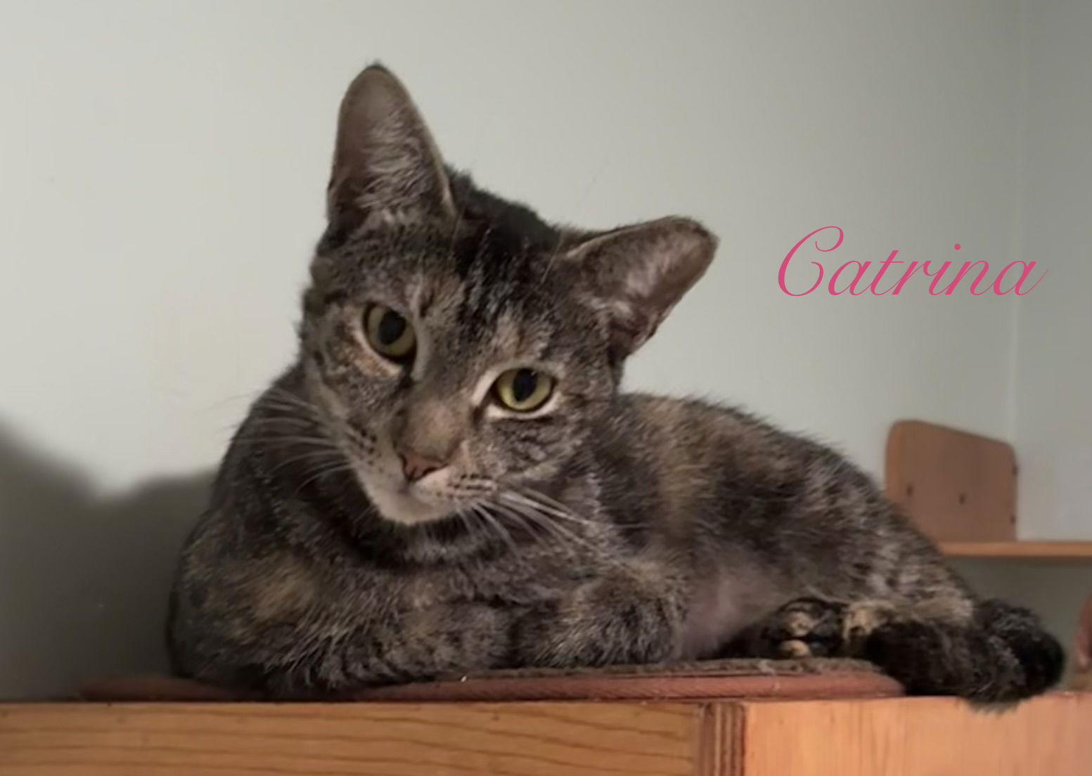 Enlarge Catrina, a Adoptable Domestic Short Hair in Longwood, FL image 2/3
