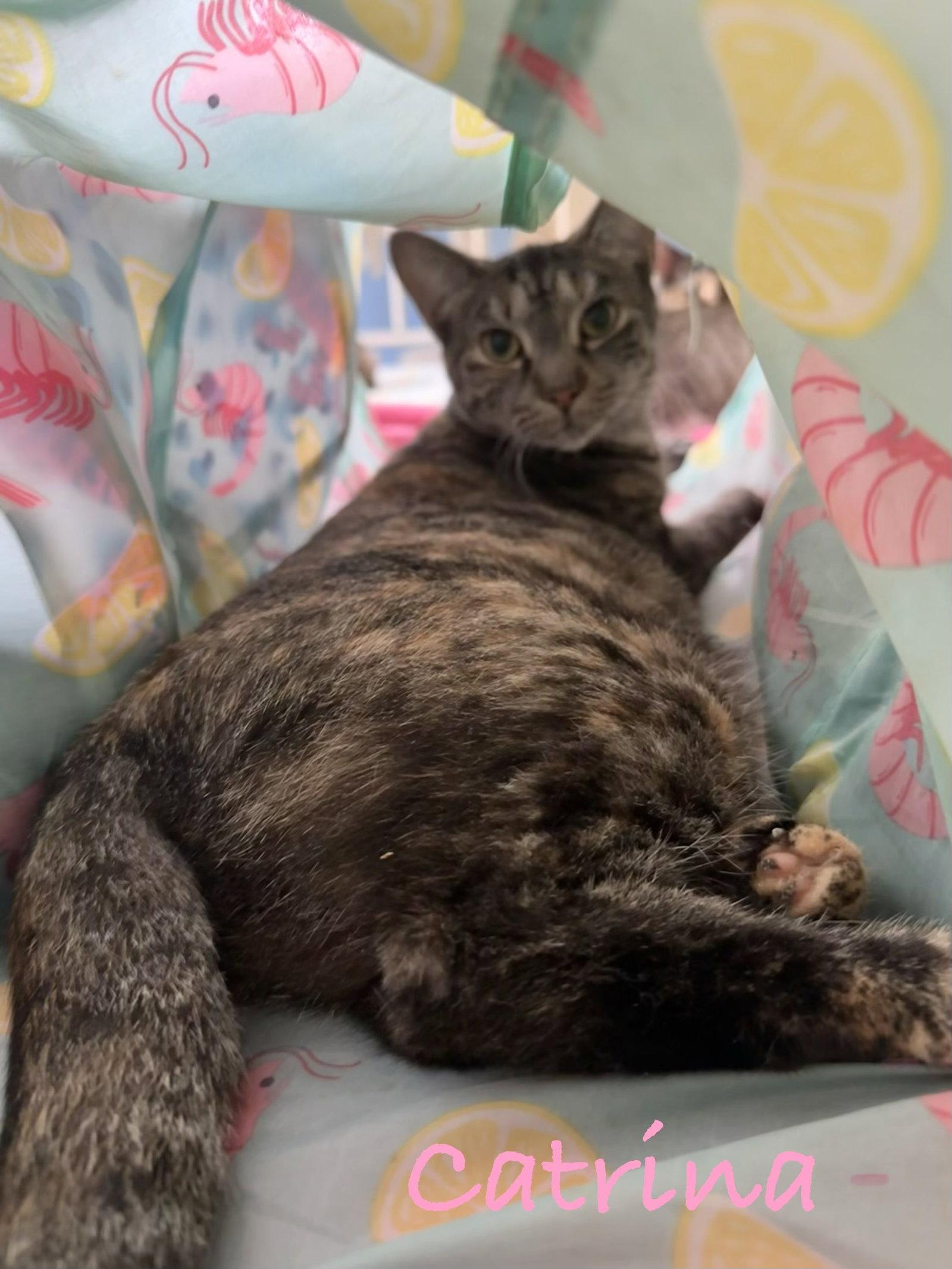 Enlarge Catrina, a Adoptable Domestic Short Hair in Longwood, FL image 3/3