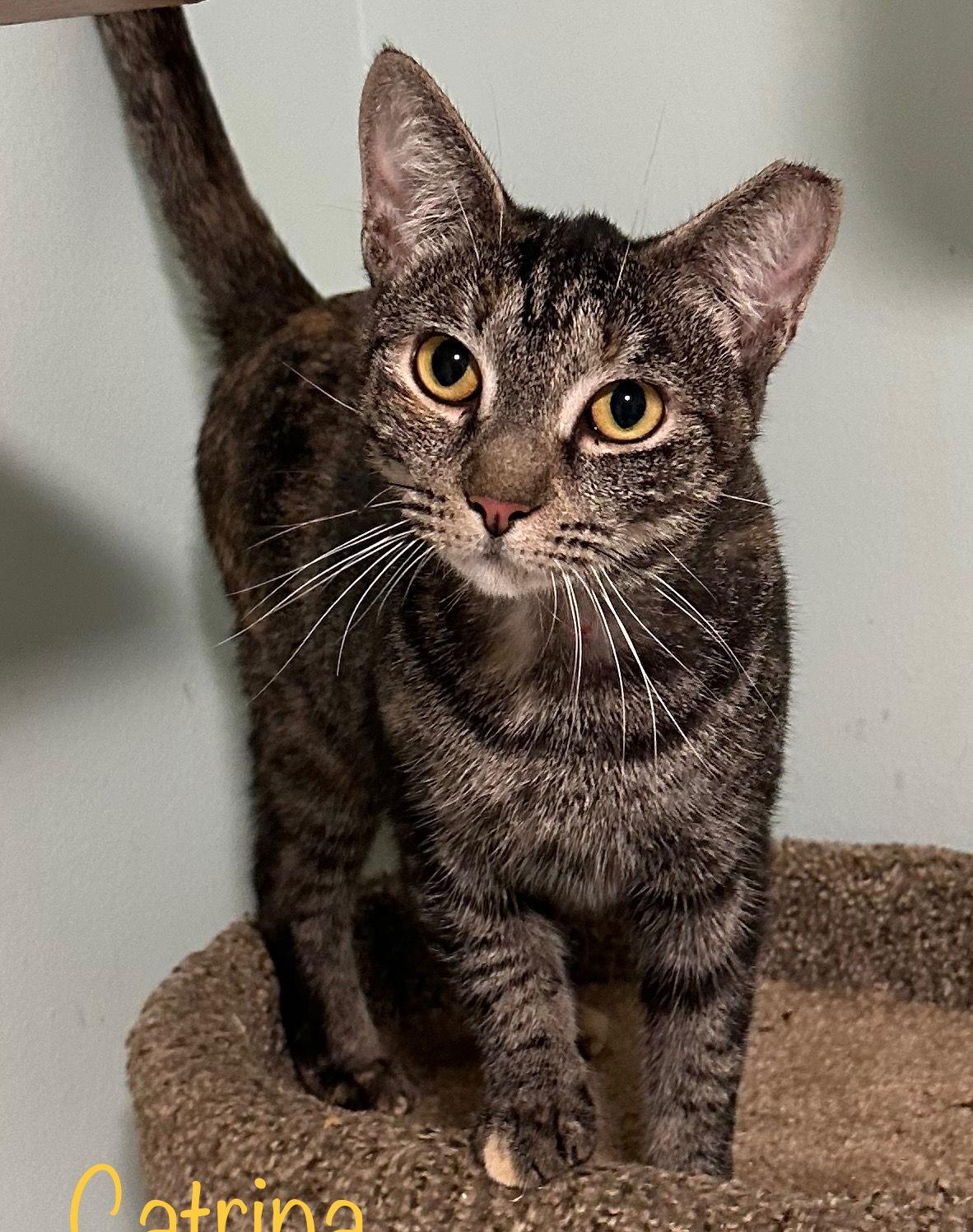 Enlarge Catrina, a Adoptable Domestic Short Hair in Longwood, FL image 3/3