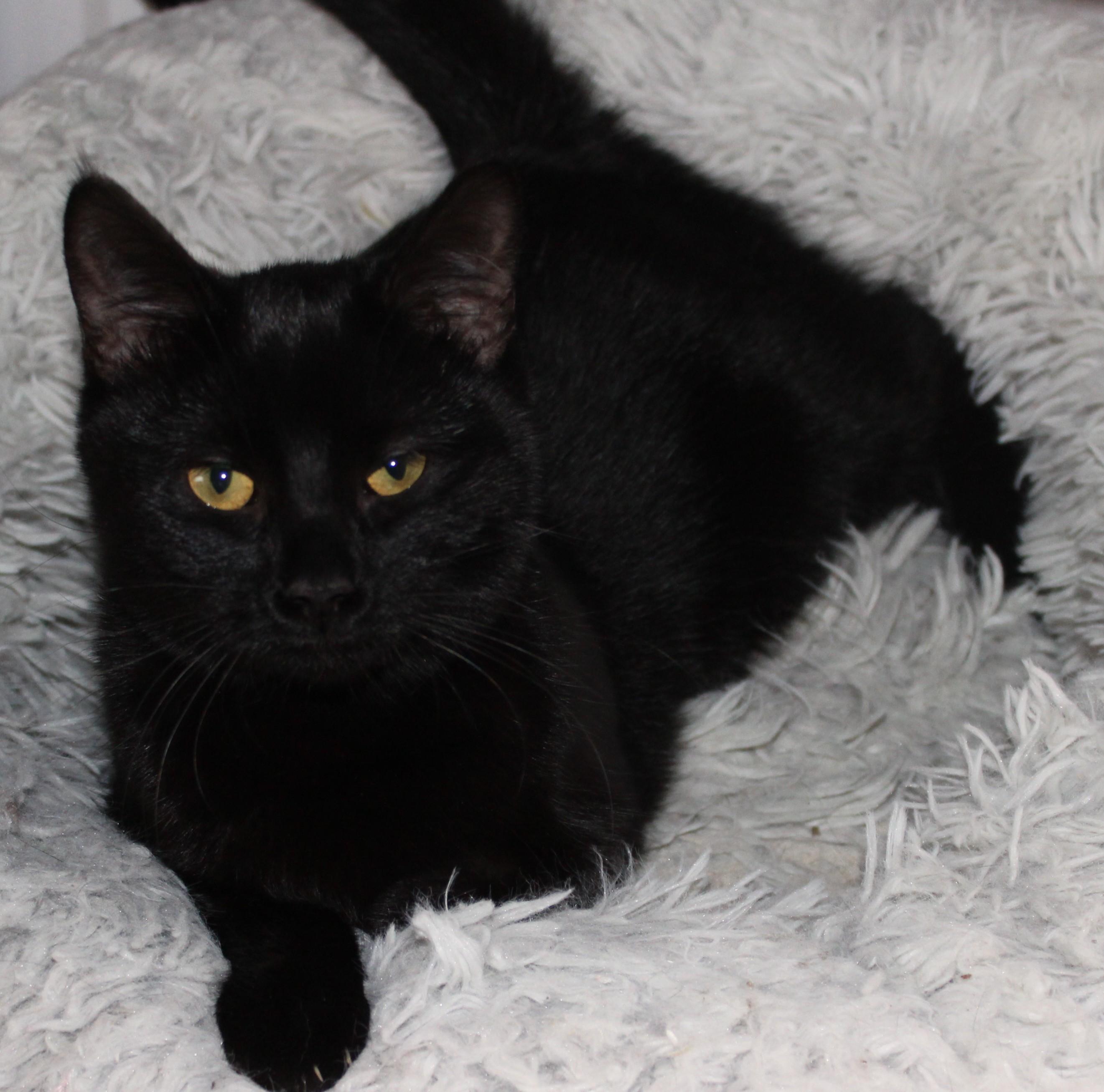 Spider Monkey, adoptable, Young Female Domestic Short Hair.