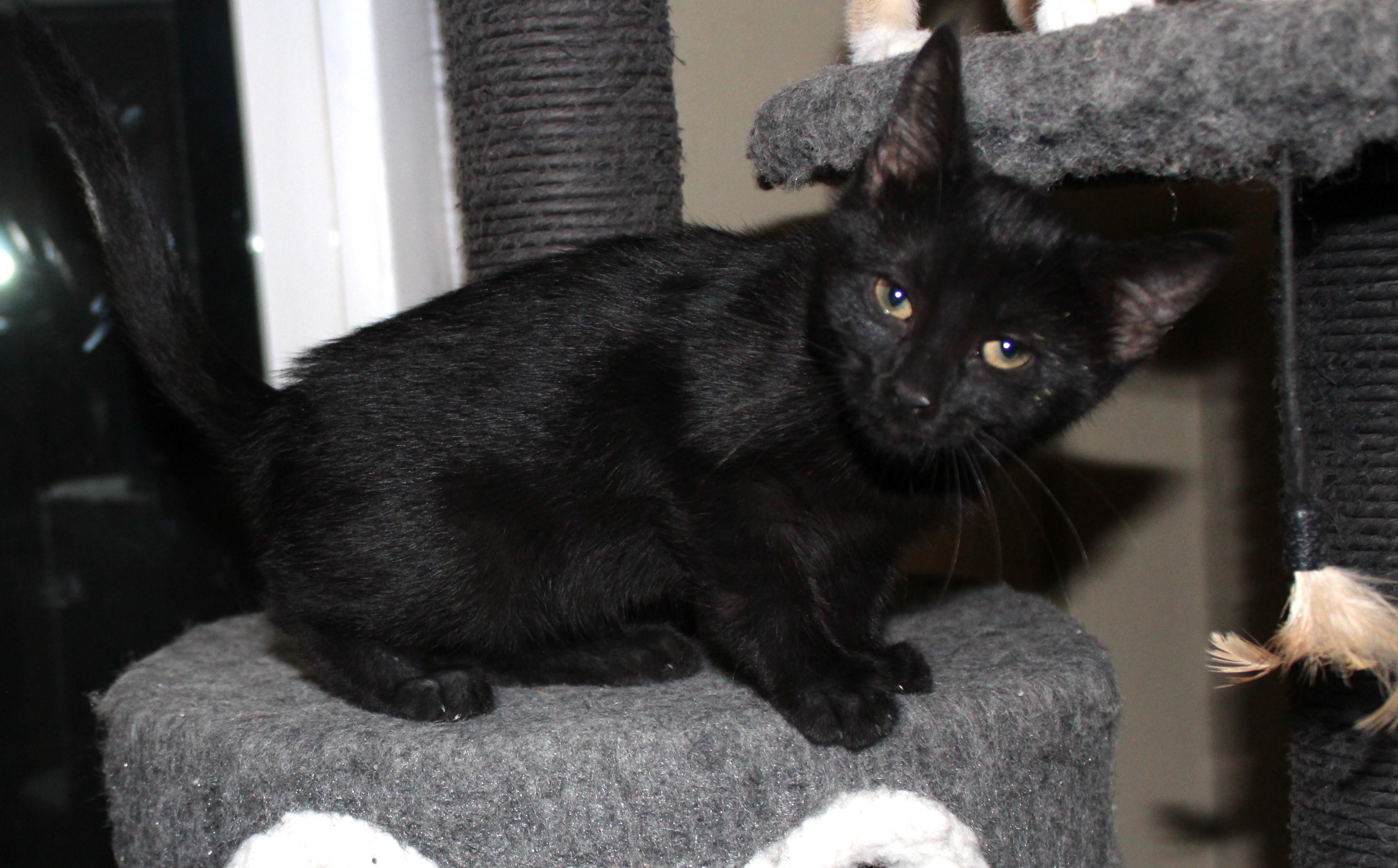 Enlarge Spider Monkey, an adoptable mixed breed in Huron, SD image 2/5