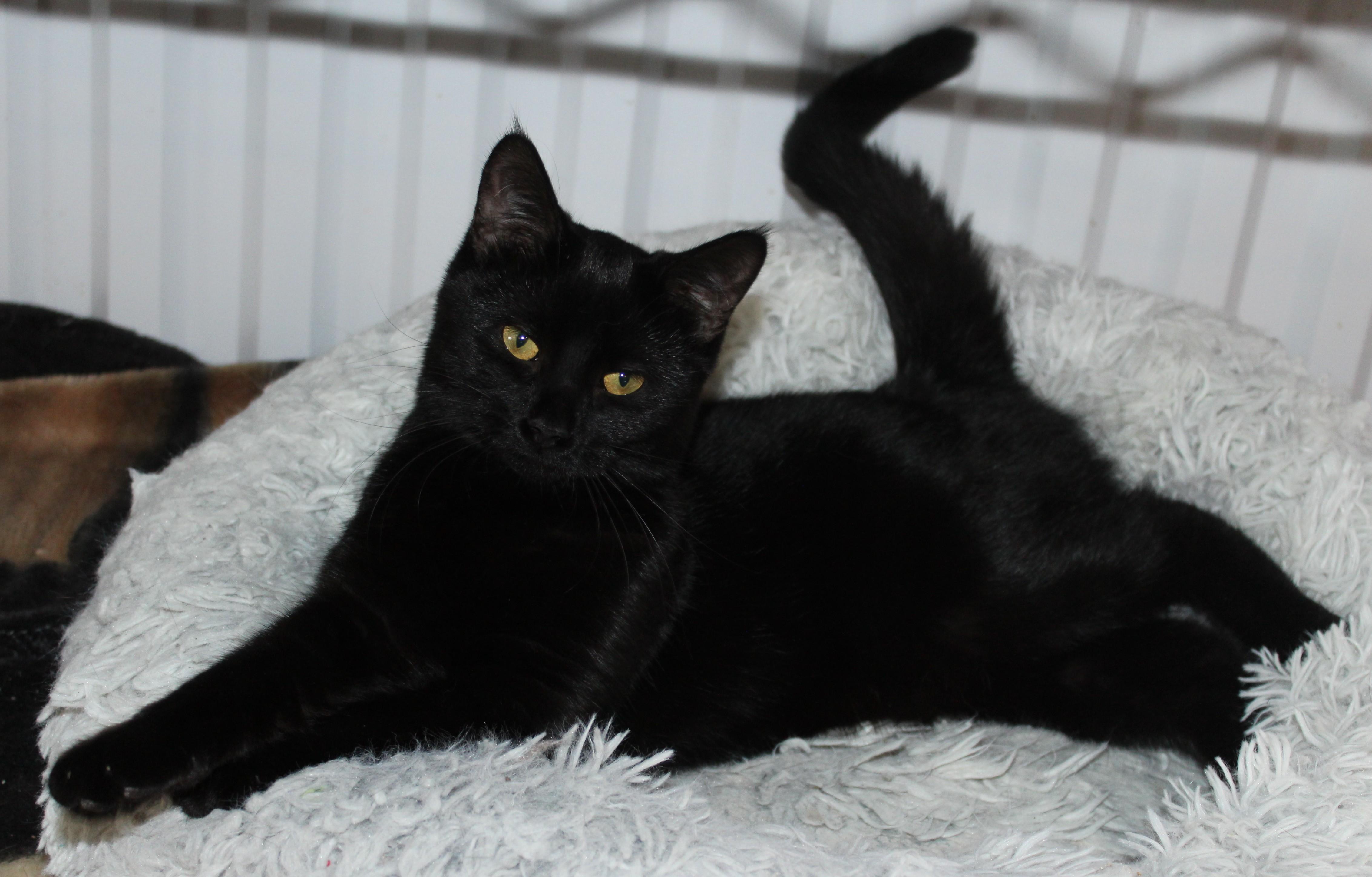 Enlarge Spider Monkey, an adoptable mixed breed in Huron, SD image 3/5