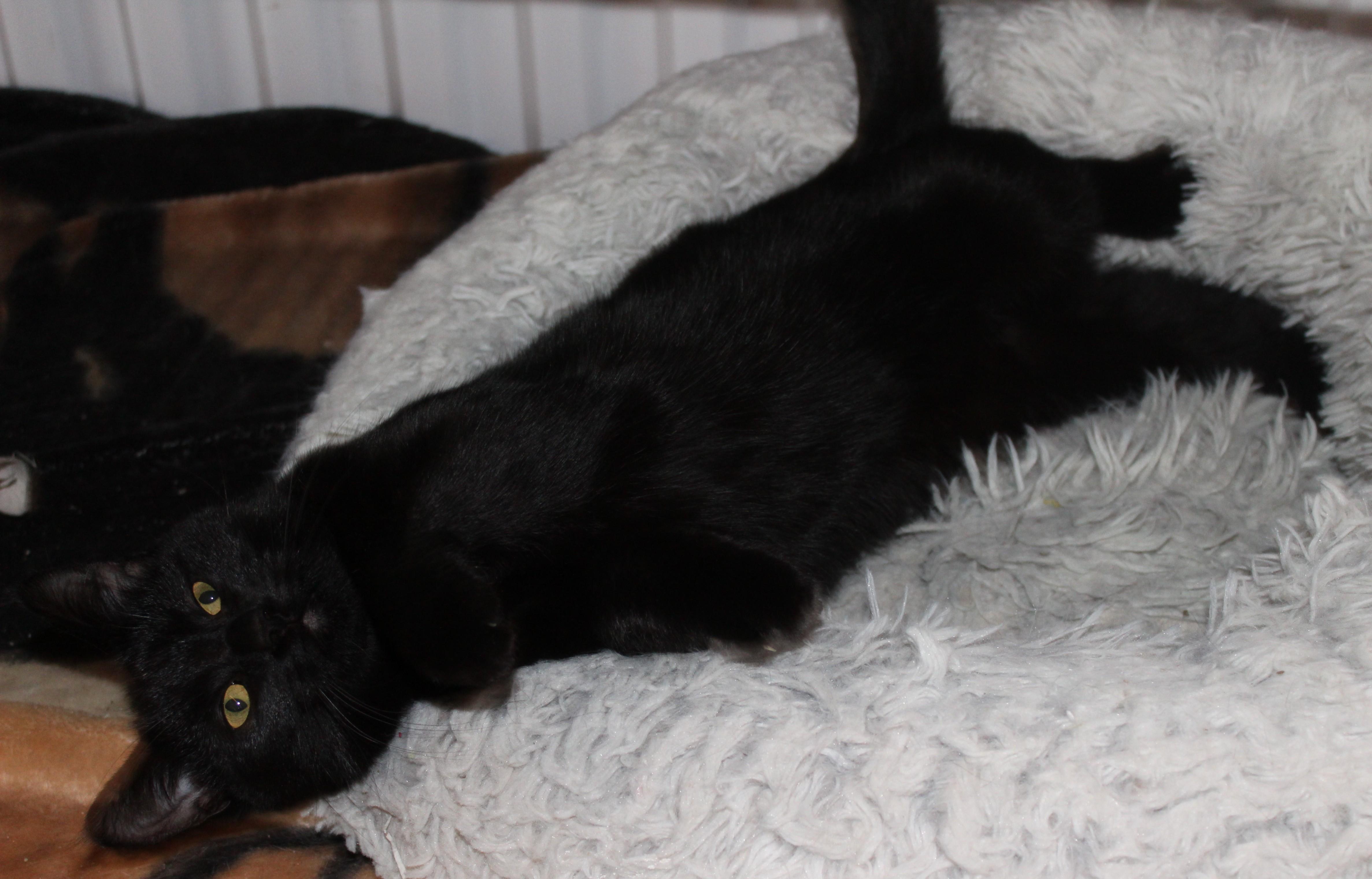 Enlarge Spider Monkey, an adoptable mixed breed in Huron, SD image 4/5