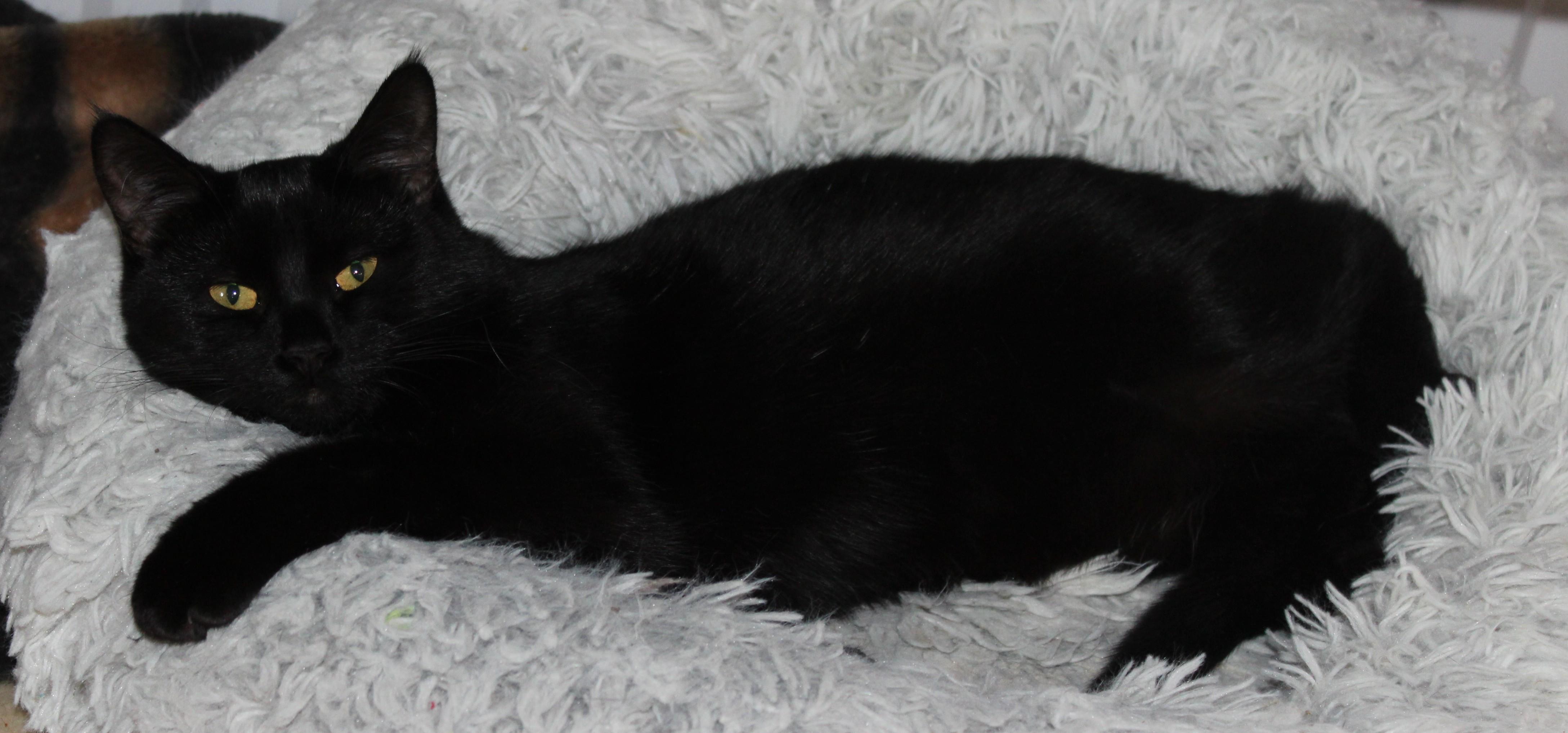 Enlarge Spider Monkey, an adoptable mixed breed in Huron, SD image 5/5